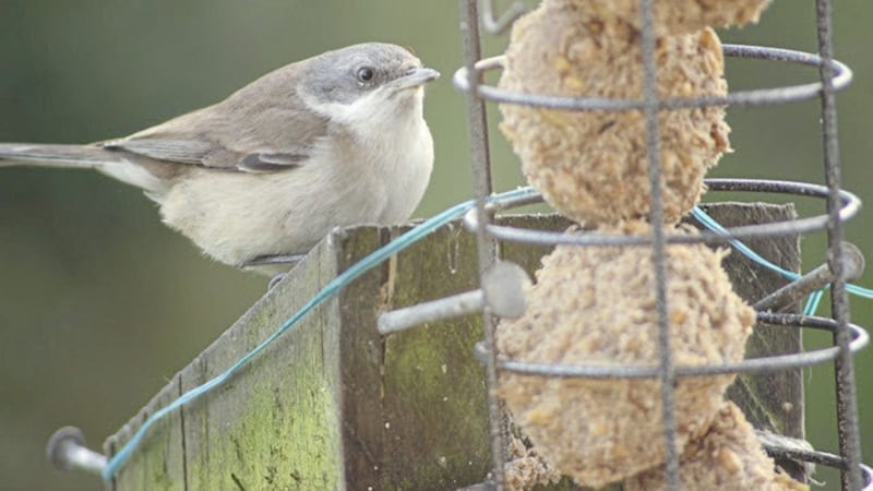 A well fed and well watched lesser whitethroat (Sylvia curruca) in the garden of the O&rsquo;Brien family near Dromore, Co Tyrone 