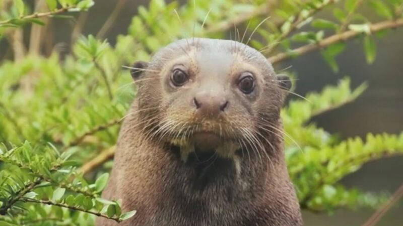 A rare giant otter has arrived at Chester Zoo