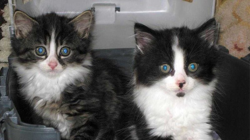 Dozens of cats have been reported stolen since 2010 