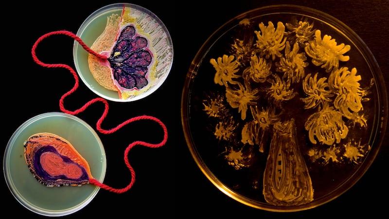 The masterpieces were grown in a petri dish.