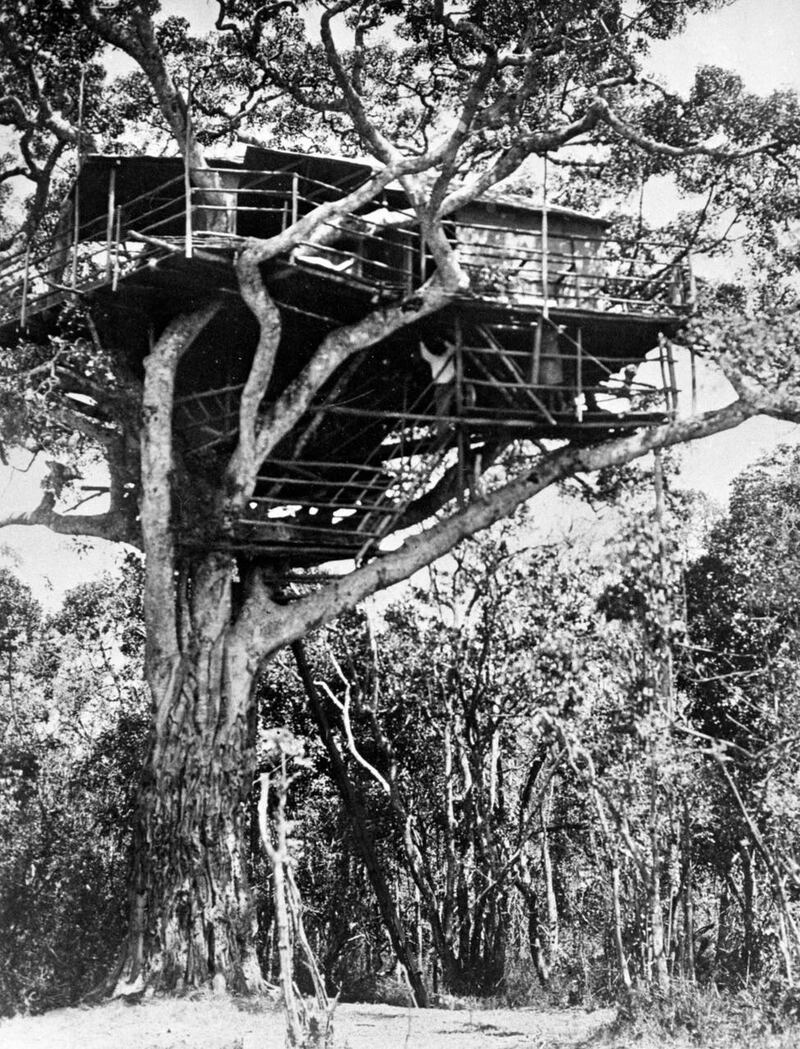 Treetops Hotel – Kenya – 1938