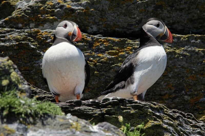 Puffins on Skellig Michael – the Skelligs are an important seabird site