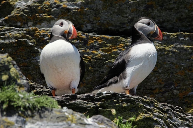 Puffins on Skellig Michael &ndash; the Skelligs are an important seabird site 