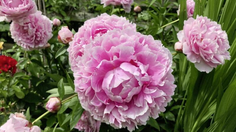 Peonies prefer heavier soil in a sunny or slightly shaded spot 