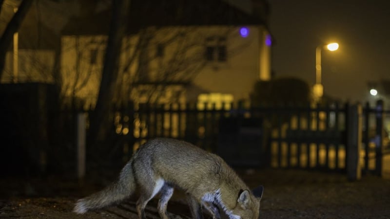 There's a 'handsome' fox in London that the internet is going crazy for
