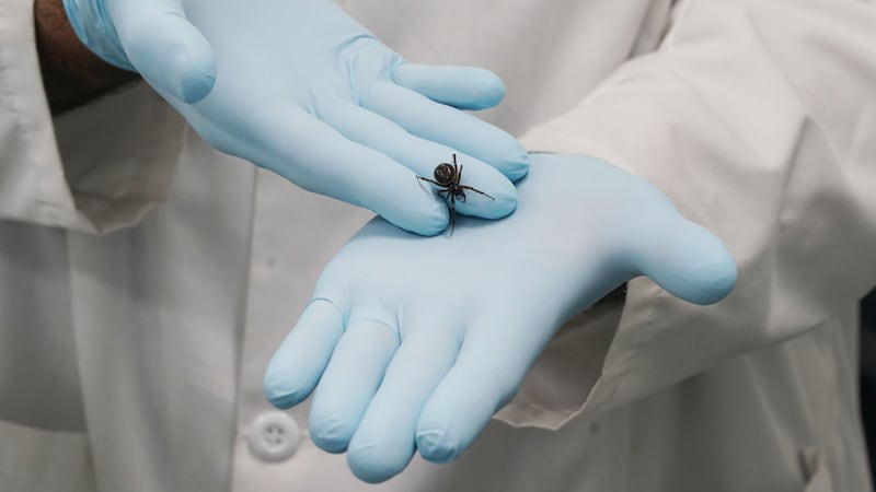 Dr Michel Dugon of the Venom Lab at National University of Ireland Galway with a Noble False Widow (Steatoda Nobilis) spider. Picture by Niall Carson/PA Wire&nbsp;