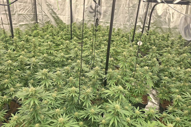 Man arrested after discovery of cannabis factory in Co Tyrone
