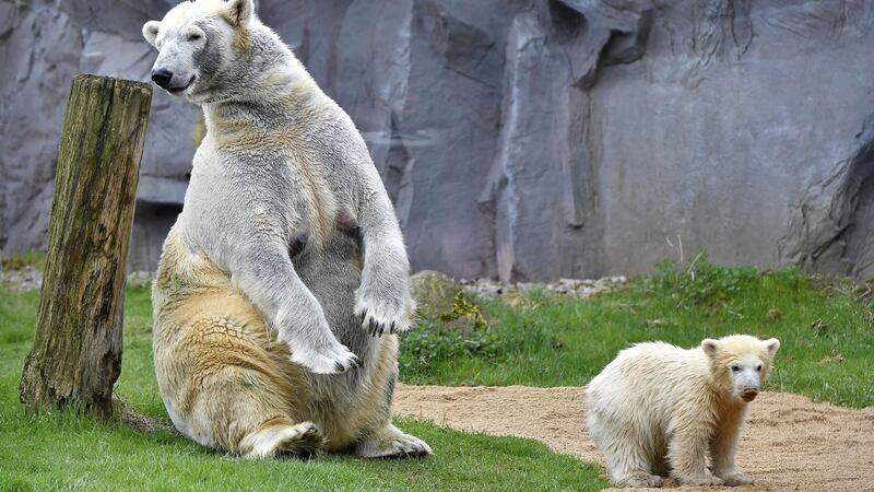 Nanook lives at the zoological gardens in Gelsenkirchen, Germany.