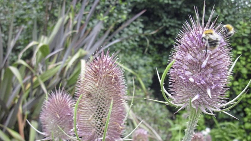 Bees feast on teasel (Dipsacus fullonum), arguably the most striking of all the garden plants that &#39;die beautifully&#39; 