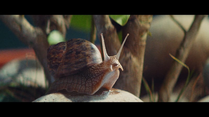 The RSPCA’s new For Every Kind advert shows a snail being saved by a passer by (RSPCA)