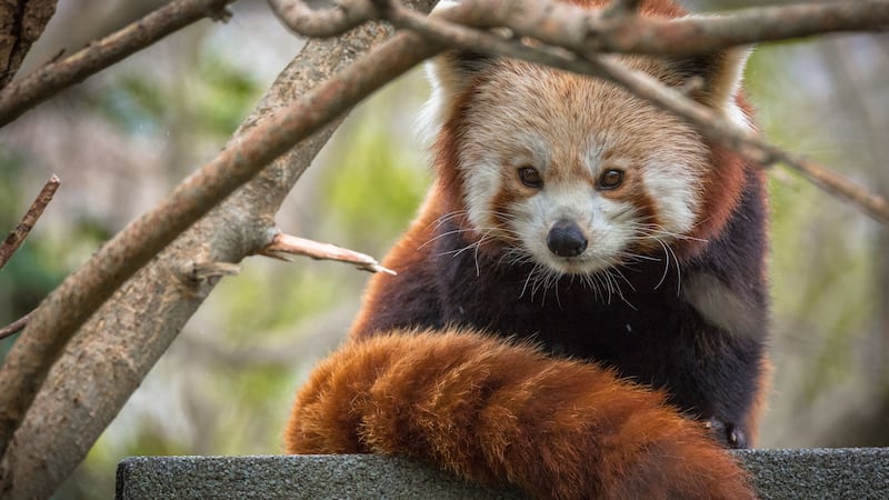 Newquay Zoo’s male red panda Germaine has found love with eight-year-old female Zou.