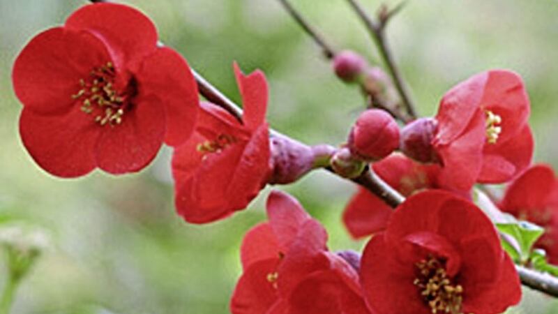 The spring blooms of the flowering quince 