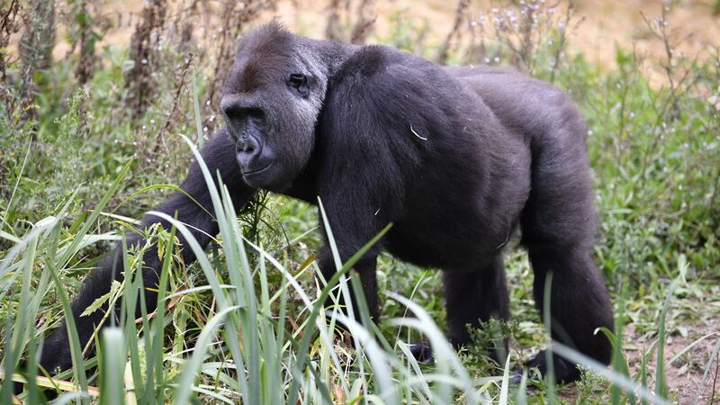 Researchers found young gorillas are resilient to losing their mothers, in contrast to what has been found in many other animals. 