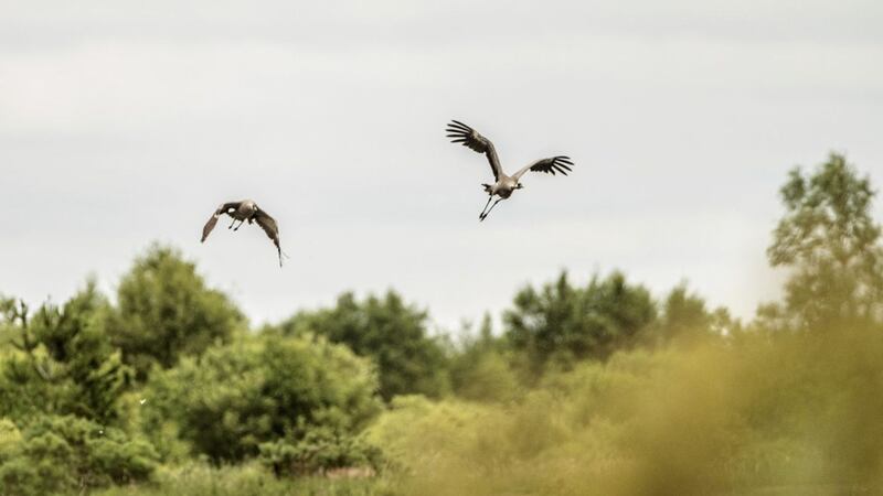 Cranes soaring over the Bord na M&oacute;na Peatland 
