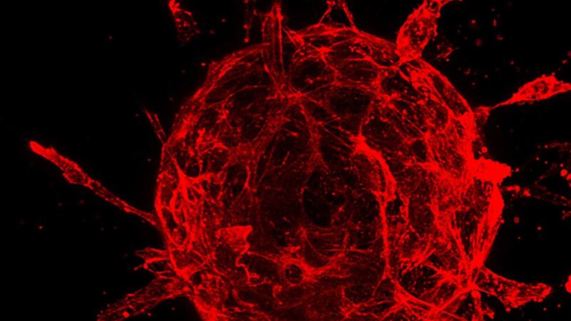 A type of stem cell found in mouse embryos can generate the inner surfaces of blood vessels, scientists have found.