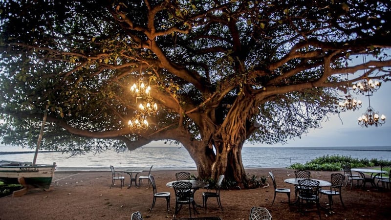 A bar by the beach under an African fig tree in Mozambique&#39;s capital Maputo 