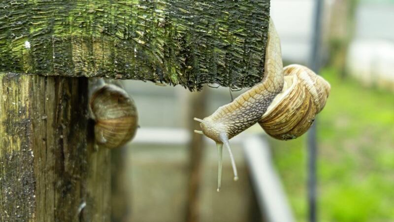 Helix aspersa muller, the snail whose slime is the focus of the medical research 