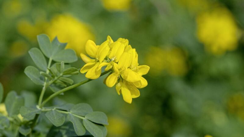 Coronilla valentina will often have a few flowers on it every month of the year 