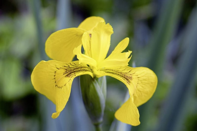 The sunny Yellow Iris is a sign of summer in full flow 