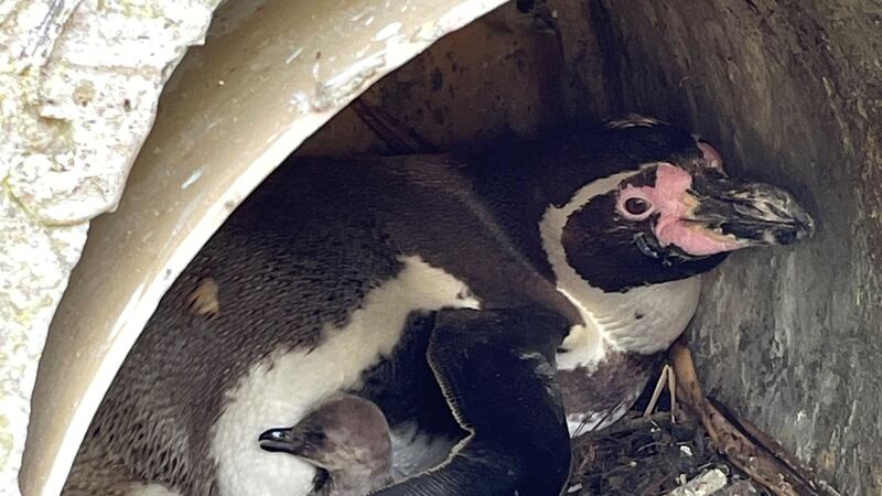 The week-old youngster is being cared for by parents Echo, 22, and Lilly, 14, two of the oldest penguins at Marwell Zoo in Hampshire.