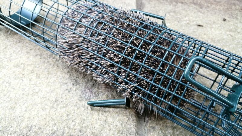 The unfortunate hedgehog was trapped by his own spines in a discarded bird feeder.