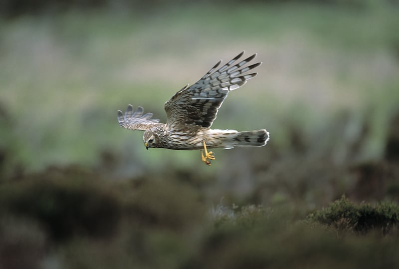 RSPB NI said one of the main reasons for the decline in numbers was ‘loss of habitat’