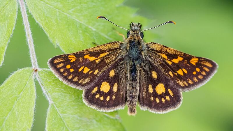 Chequered skipper butterflies have been brought from Belgium for release at a restored forest habitat.