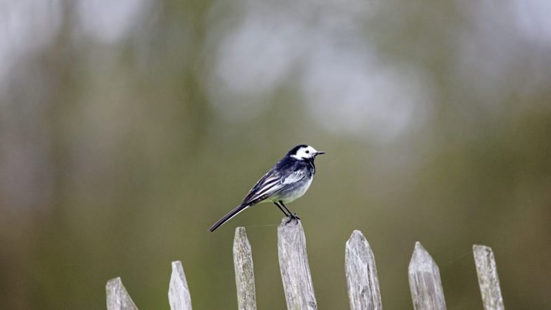 The pied wagtail is one of our most recognisable species 