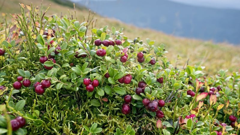 Cranberries, Vaccinium oxycoccos, grow throughout the acidic bogs of northern Europe, including in Ireland, though they can be somewhat elusive here 