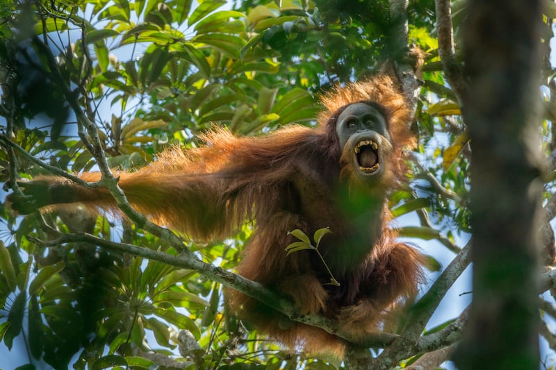 Tapanuli orangutan.