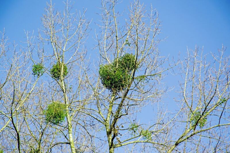 Mistletoe appears high up in trees only after the host tree has lost all its leaves 