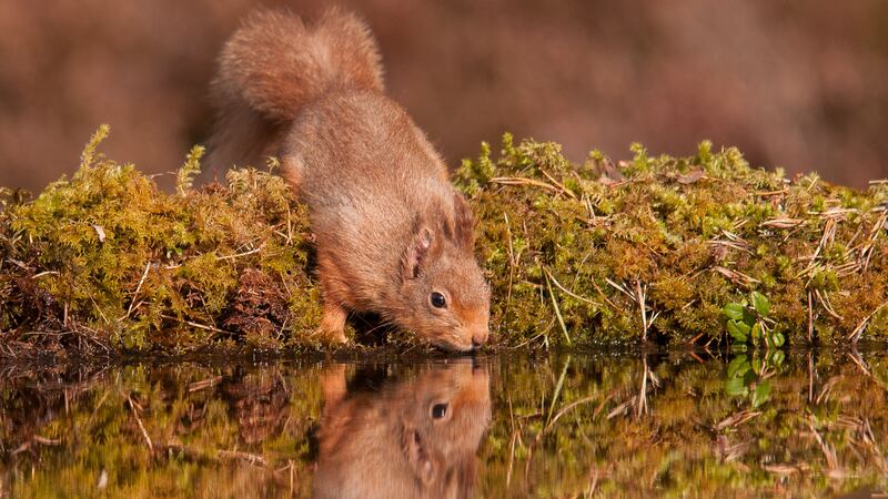 Red squirrels and wildcats are among those most at risk, but polecats, pine martens and otters are on the increase, research has found.