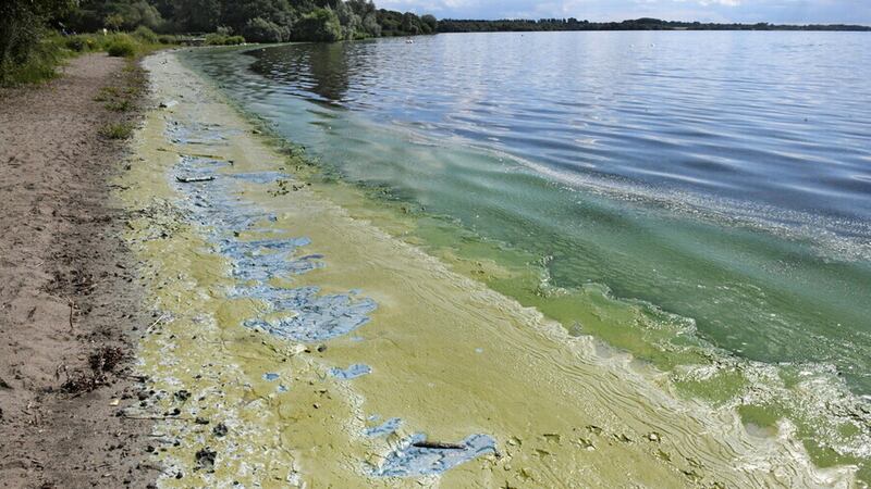 oxic blue/green algae and green algae sludge on the Antrim shoreline of Lough Neagh. Picture by Alan Lewis/PhotopressBelfast