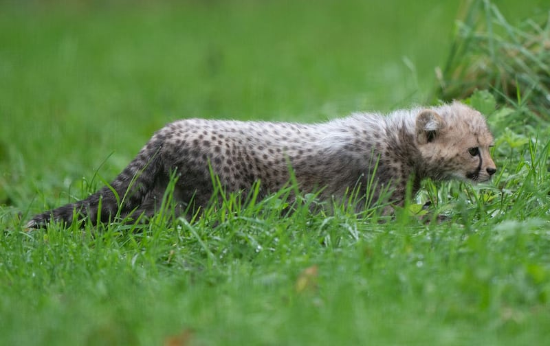 An 8-week-old cheetah cub, the first cub born at the park in ten years, explores her enclosure for the first time at Africa Alive in Suffolk. Picture date: Sunday October 3, 2021