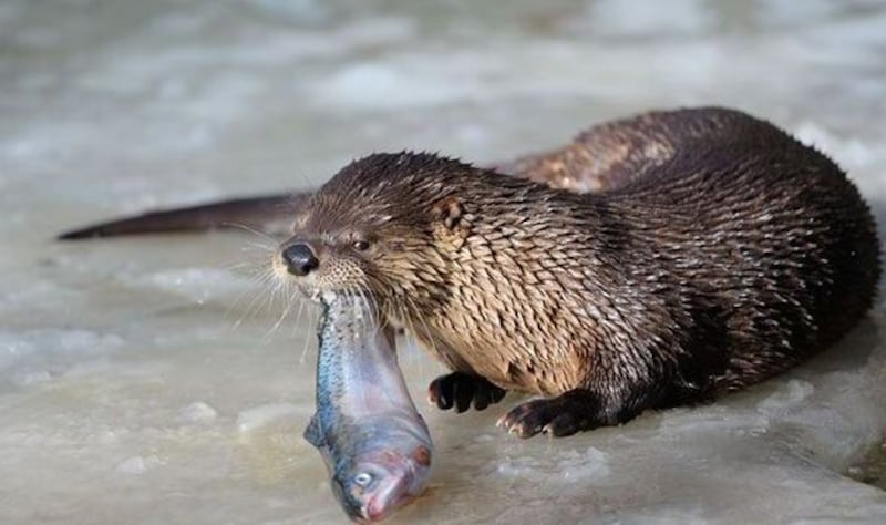 Otters prey such as fish