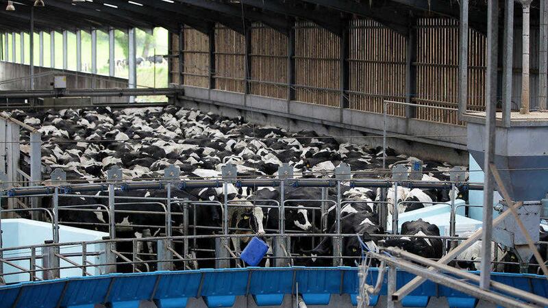 Brexit could pose an opportunity for dairy farmers 