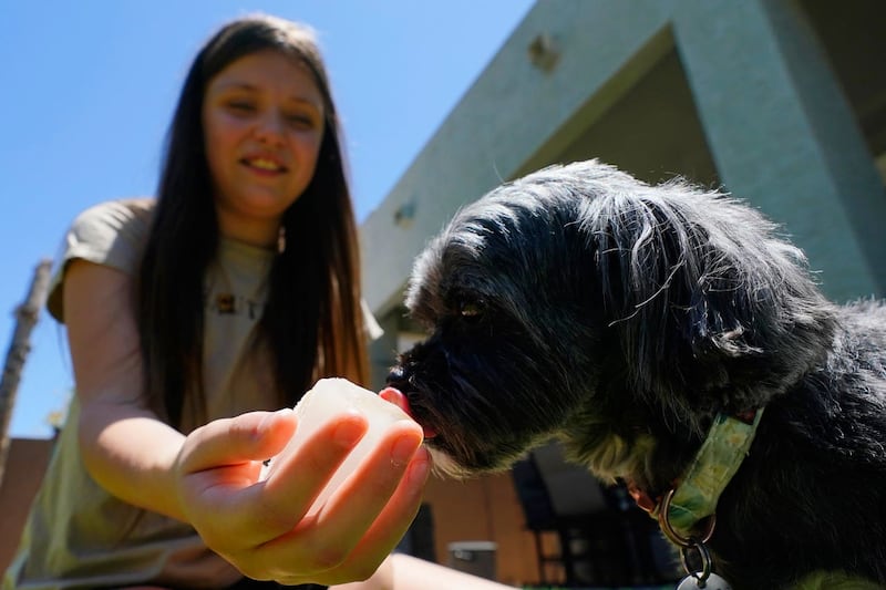 Giselle Berastegui, 12, helps hydrate the family dog, Zoe, with an ice cube in Phoenix