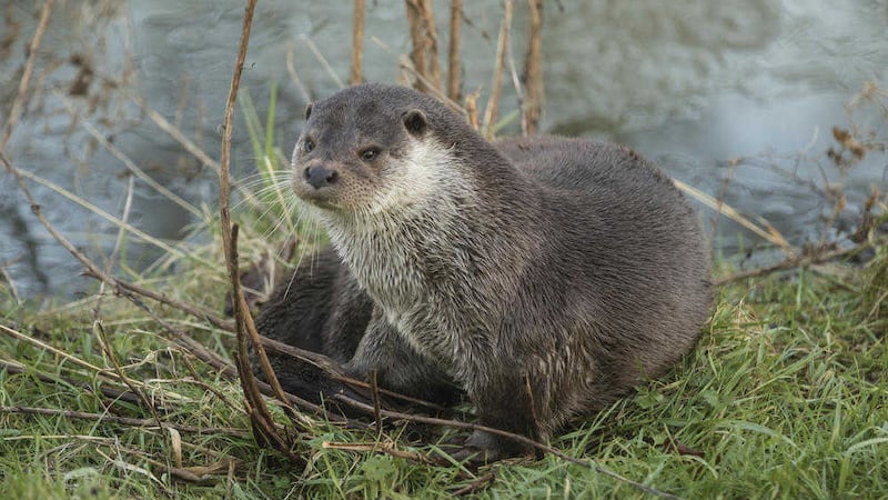 The otter was only given full protection under law in Ireland in recent decades 