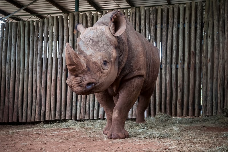 Eric, an 8-year-old male black rhino, settles into his new home at Singita Grumeti in Tanzania