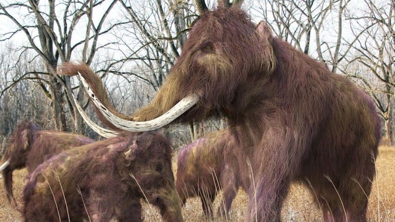 Scientists could be just two years away from creating a woolly mammoth hybrid embryo