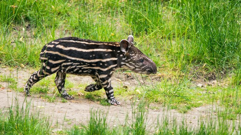 San Diego Zoo has welcomed its first Baird’s tapir in 30 years.