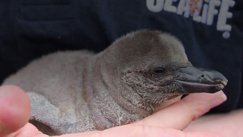 If the chick is female, it will be introduced into the Sanctuary’s Humboldt penguin breeding programme.