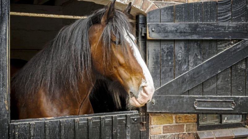 Make sure the stable door is shut or the horse could bolt 