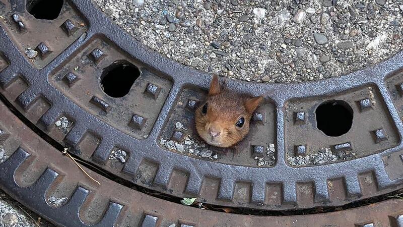 Initial attempts to free the animal were unsuccessful, so the entire manhole cover was removed and taken to a nearby veterinary clinic.