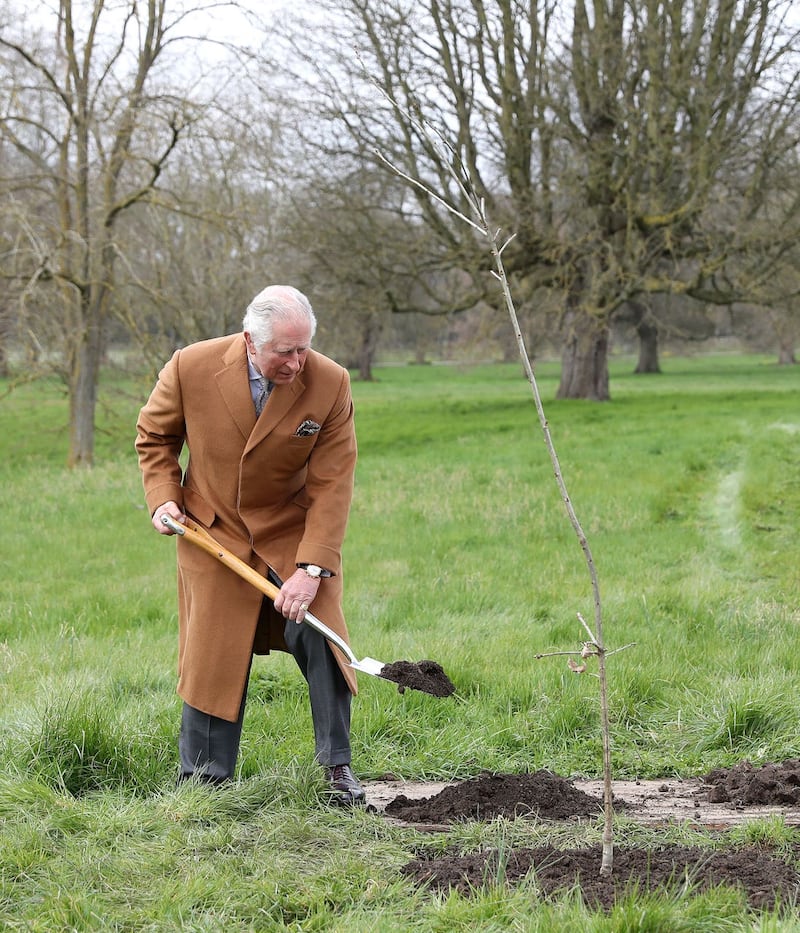 The Prince of Wales planting the first Jubilee tree to mark the Queen’s platinum jubilee in the grounds of Windsor Castle 