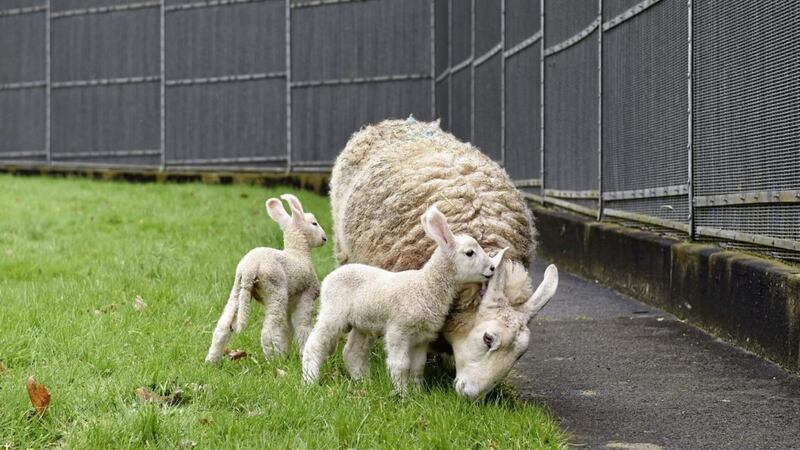 Pet lambs Lucy and Charley, who were born in March 2017, pictured at Hydebank Wood College. Picture by Michael Cooper 