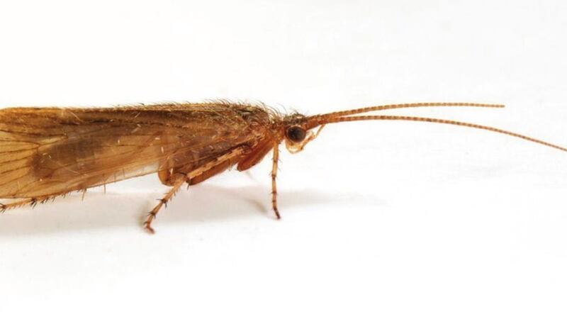 The Limnephilus Pati caddisfly had not been spotted in the United Kingdom for more than a century.