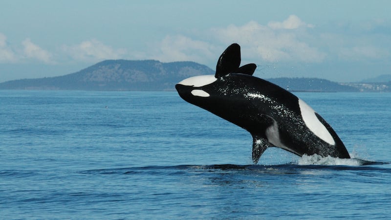 Scientists claim the greater ‘wisdom’ of post-menopausal killer whale grandmothers improves the chances of survival for their grandchildren.