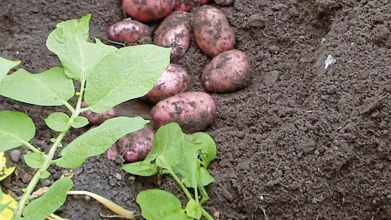 Sarpo&#39; blight-resistant potatoes 