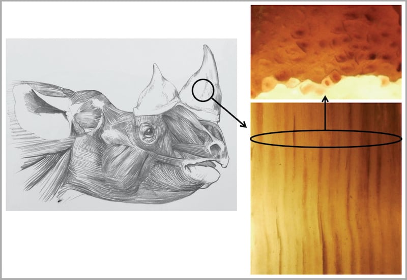 Head of rhino drawn to life by Jonathan Kingdon showing to the right both length and cross sections of slivers of its horn